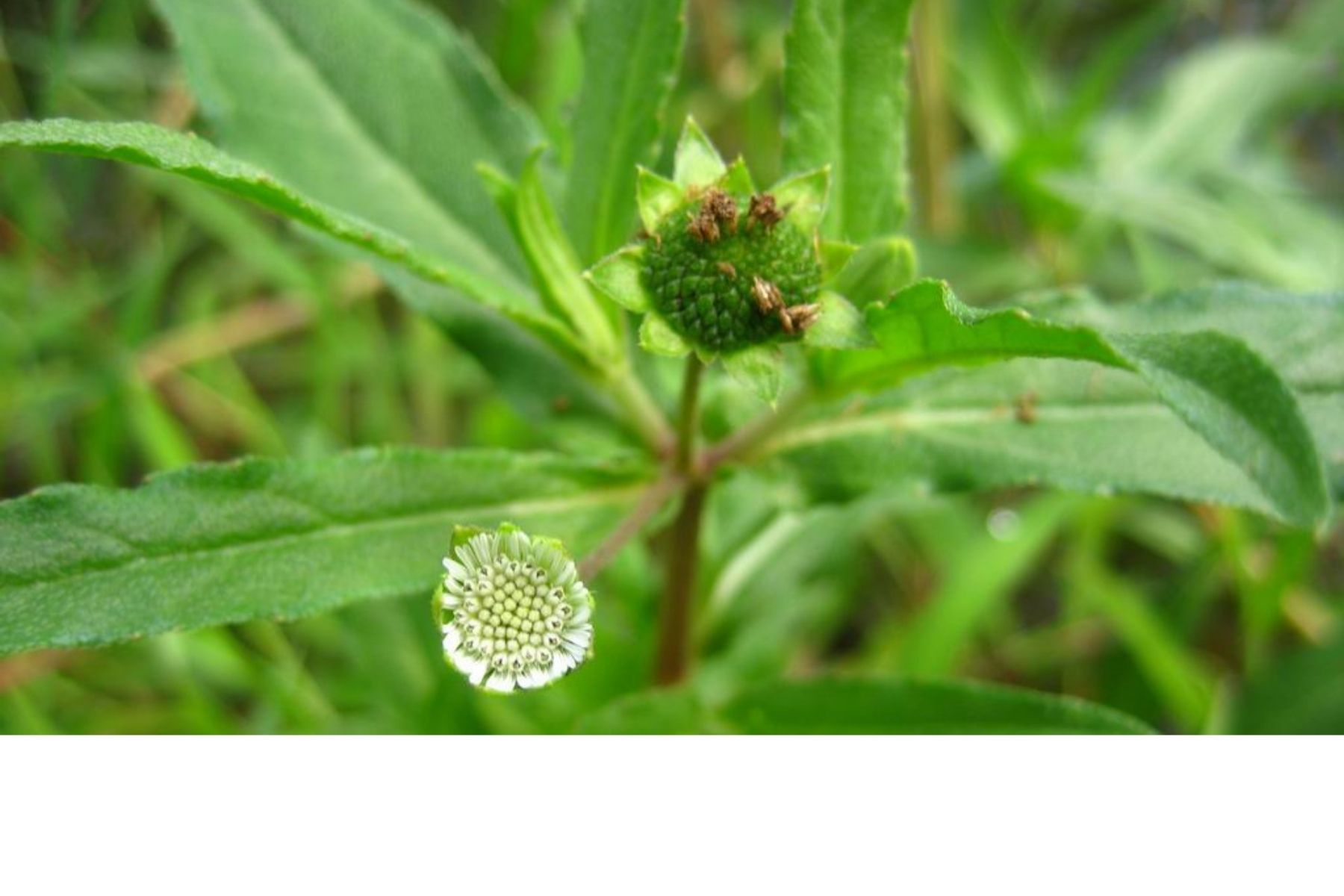 Botanical Ingredients